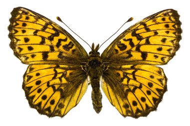 Boloria (Clossiana) titania (Titania'nın Fritillary)
