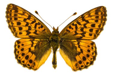 Boloria aquilonaris (kızılcık Fritillary)