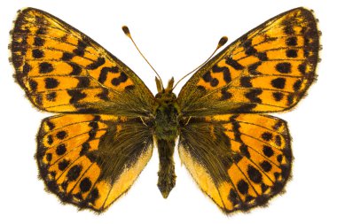 Boloria aquilonaris (kızılcık Fritillary)