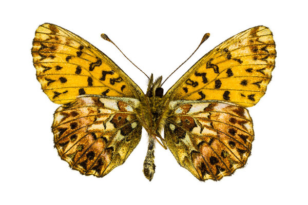 Boloria (Clossiana) titania (Titania's Fritillary)