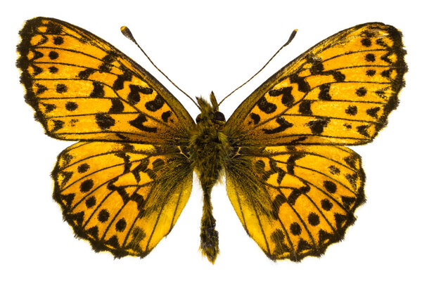 Boloria (Clossiana) titania (Titania's Fritillary)