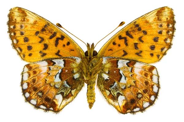 Boloria aquilonaris (Cranberry Fritillary) — Fotografia de Stock