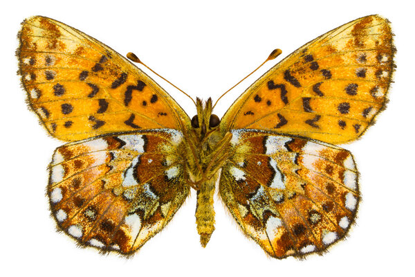 Boloria aquilonaris (Cranberry Fritillary)