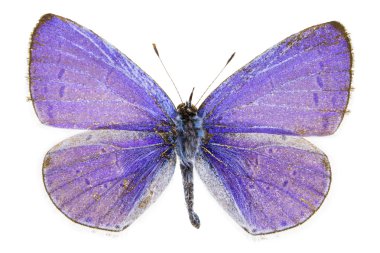 Celastrina argiolus (Holly Blue)