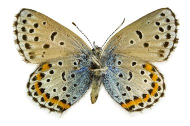 Pseudophilotes bavius (Bavius mavi)