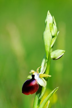 Ophrys helenae