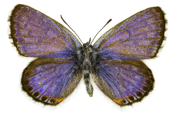 Pseudofiloti bavius (Bavius Blue ) — Foto Stock