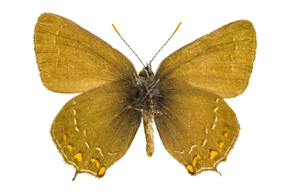 Satyrium ilicis (Ilex-Haarsträhne)) — Stockfoto