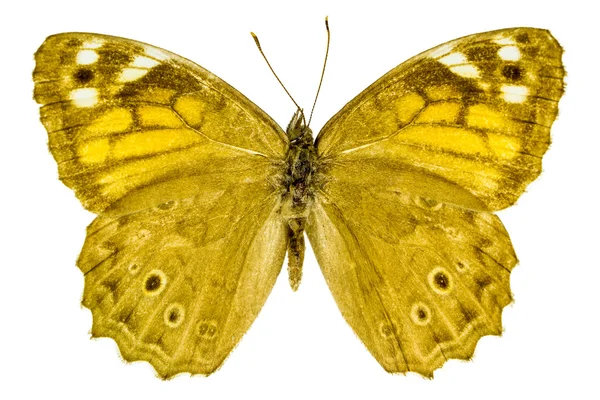 Kirinia roxelana (gitterbraun)) — Stockfoto