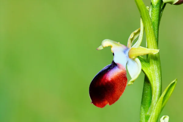 Ophrys helenae — Zdjęcie stockowe