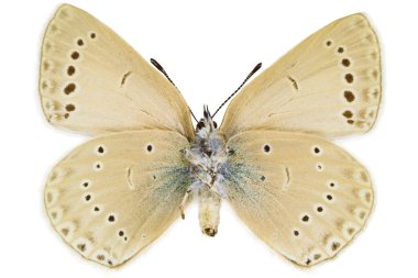 Iolana iolas (Iolas mavi)