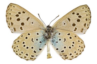 Phengaris arion (büyük mavi)