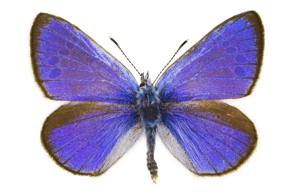 Glaucopsyche alexis (Verde-underside Azul ) — Fotografia de Stock