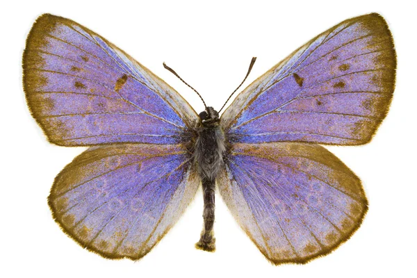 Phengaris arion (büyük mavi) — Stok fotoğraf