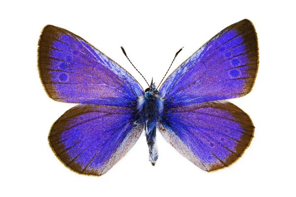 Glaucopsyche アレクシス (グリーン下側ブルー) — ストック写真