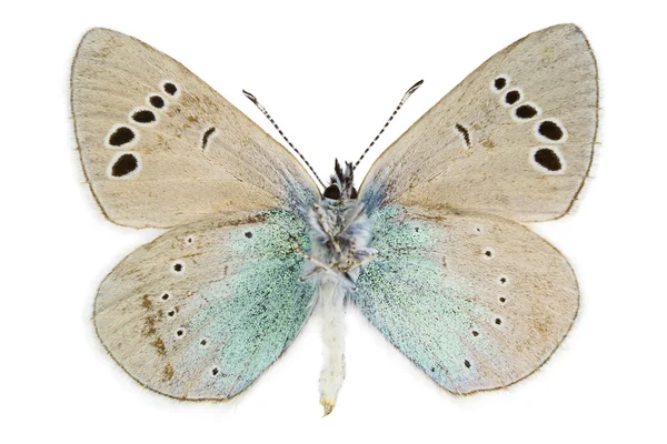 Αλέξης Glaucopsyche (πράσινο-underside μπλε) Εικόνα Αρχείου