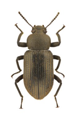 Afrika tenebrionidae