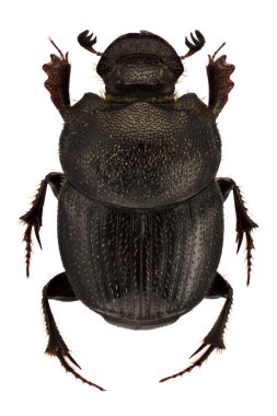 Onthophagus psychopompus