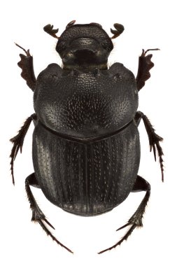 Onthophagus psychopompus