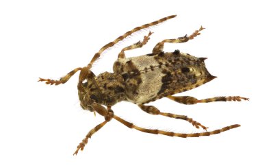 pogonocherus pepa