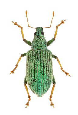 polydrusus thalassinus