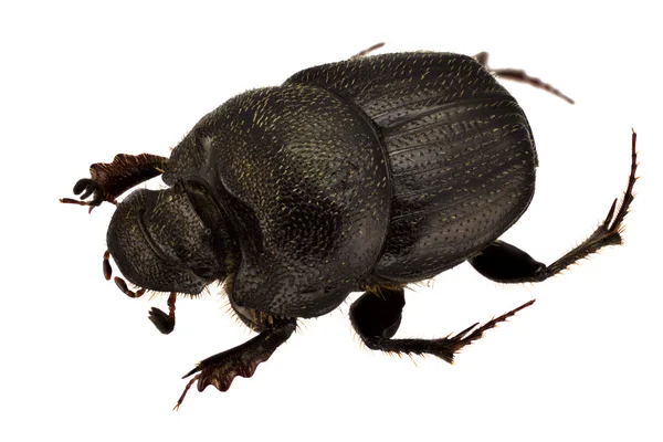 Onthophagus psychopompus — Stock Photo, Image