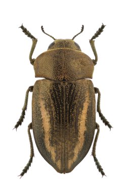 Cyphosoma lawsoniae