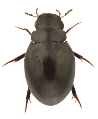 Hydrophilidae