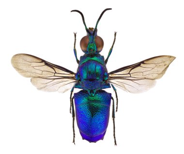 Stilbum cyanurum