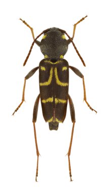 Xylotrechus antilope