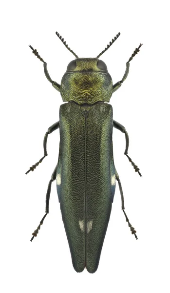 Agrilus biguttatus — Zdjęcie stockowe