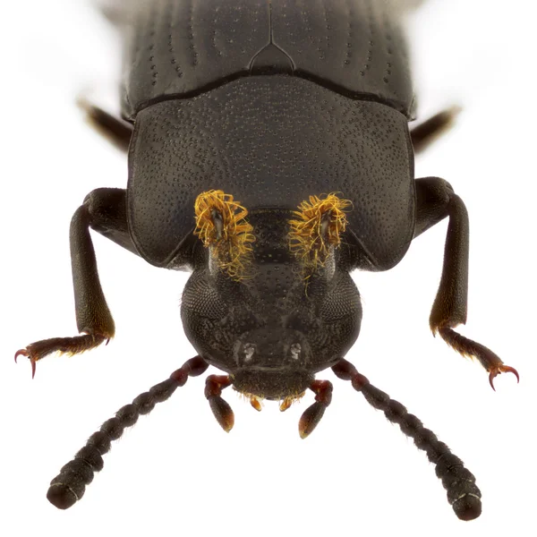 Toxicum quadricornis — Stockfoto