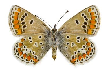 Aricia agestis