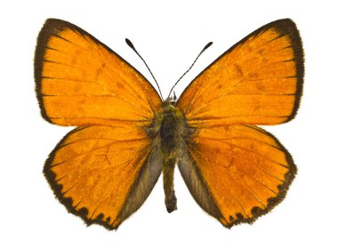 Lycaena virgaureae