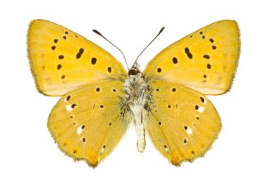 Lycaena virgaureae