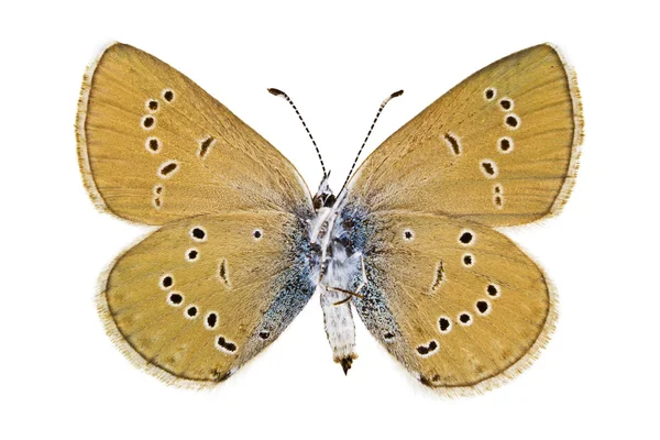 Cyaniris semiargus — Stockfoto