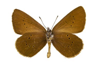 Phengaris nausithous