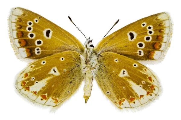 Polyommatus dorylas — Zdjęcie stockowe