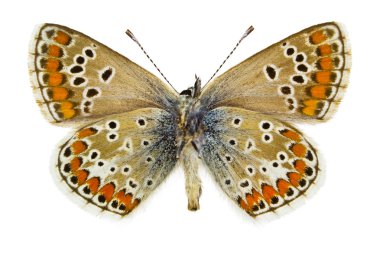 Aricia agestis
