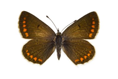Aricia agestis