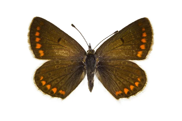 Aricia agestis Stockbild