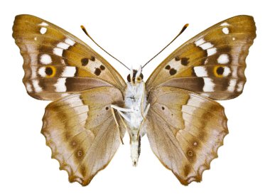 Nymphalis Ilia