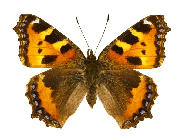 Aglais urticae — Stock Photo, Image