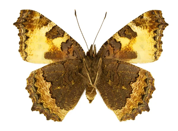 Aglais urticae — стокове фото