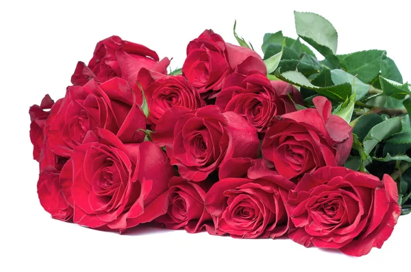 13 rosas — Foto de Stock