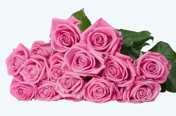 Rosas cor de rosa — Fotografia de Stock