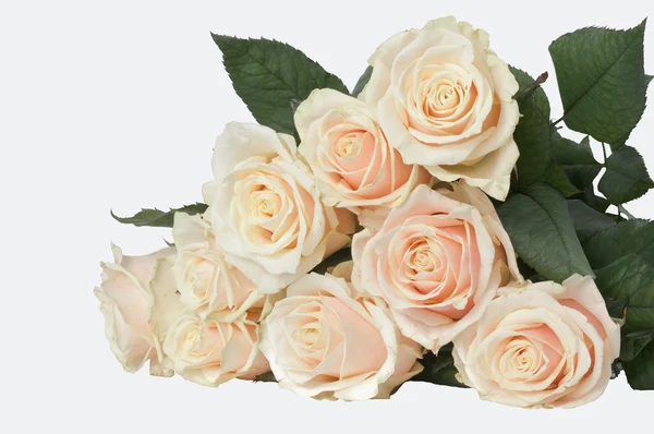 9 светло-розовых роз — стоковое фото