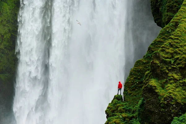 Человек Красном Пальто Фоне Водопада Исландии Большой Водопад Зеленые Холмы — стоковое фото