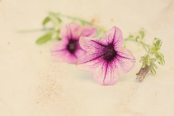 Fundo vintage floral bonito com flores de surfinia — Fotografia de Stock