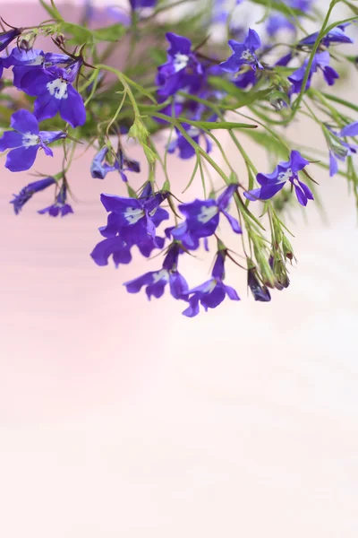 Blå lobelia blommande blommor i rosa vas bakgrunden — Stockfoto